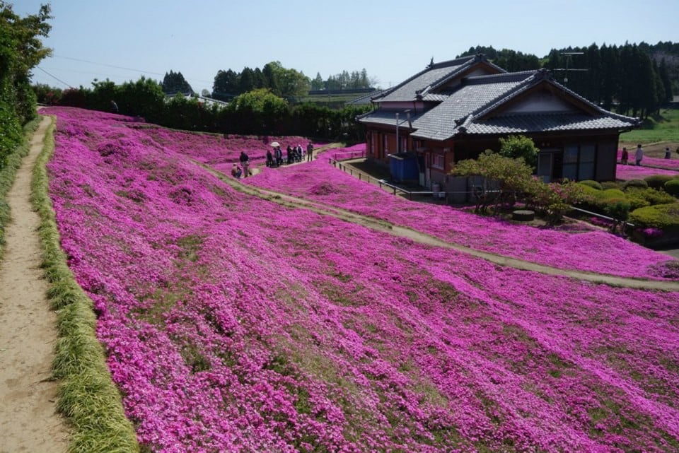 A Husband Spent Two Years Planting Thousands Of Flowers For His Blind Wife To Smell