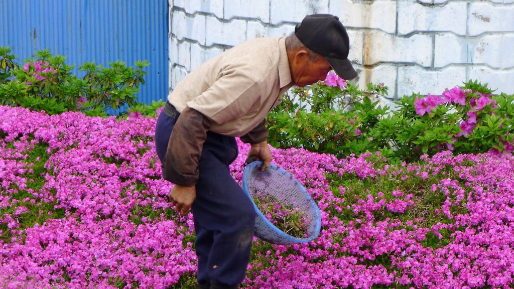 A Husband Spent Two Years Planting Thousands Of Flowers For His Blind Wife To Smell