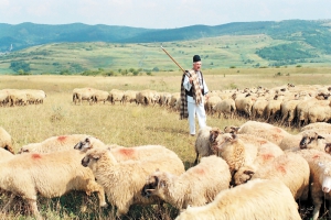 Fiul unui cioban din judeţul Mureş susține că tatăl său i-a făcut cadou 4,5 milioane de euro