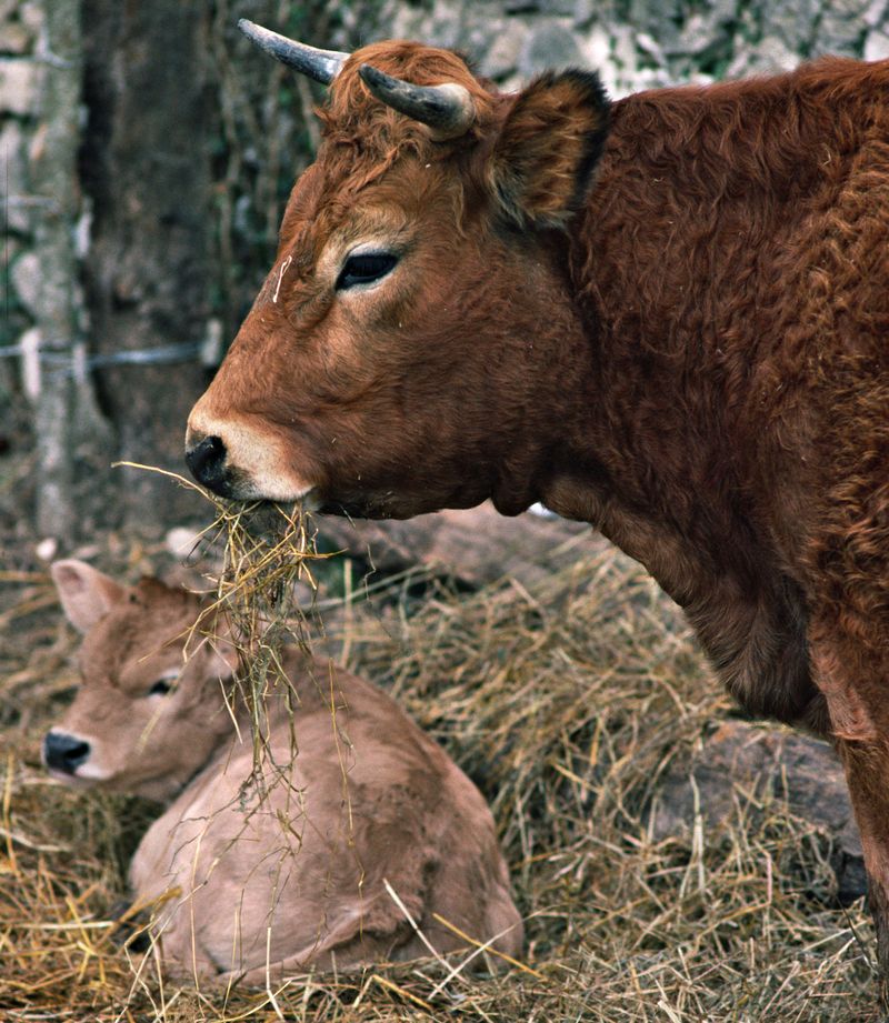 Vaca Spell O Vacă A Născut Tripleti! | Libertatea