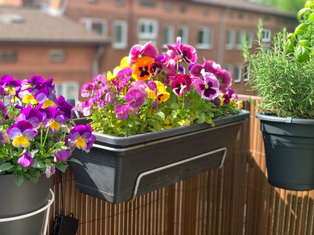 Cele mai frumoase flori de primăvară pentru balcon. Cum să ai acasă o grădină colorată cu flori în ghiveci
