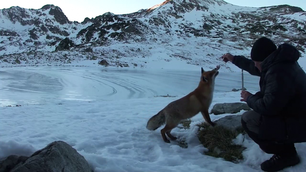 Vulpea Bella, în timp ce este hrănită de turiști