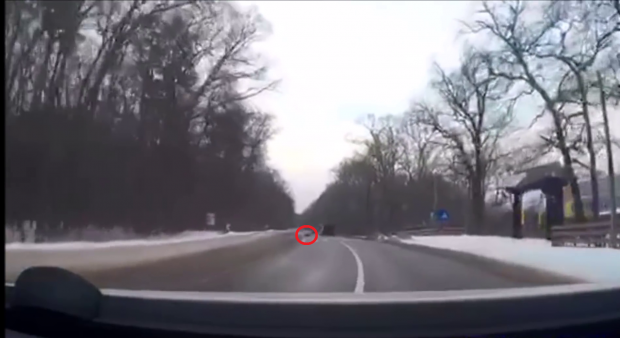 Un porc a „zburat” la Sibiu