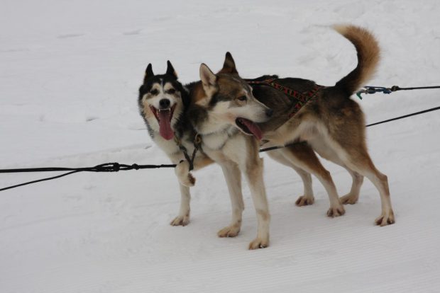 Un preot din Bistrița a devenit campion mondial la atelaje canine