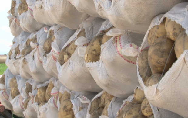 Celebrii cartofi de Lungulețu, vânduți la prețuri derizorii. Un sac de 25 de kilograme costă mai puțin de 8 lei