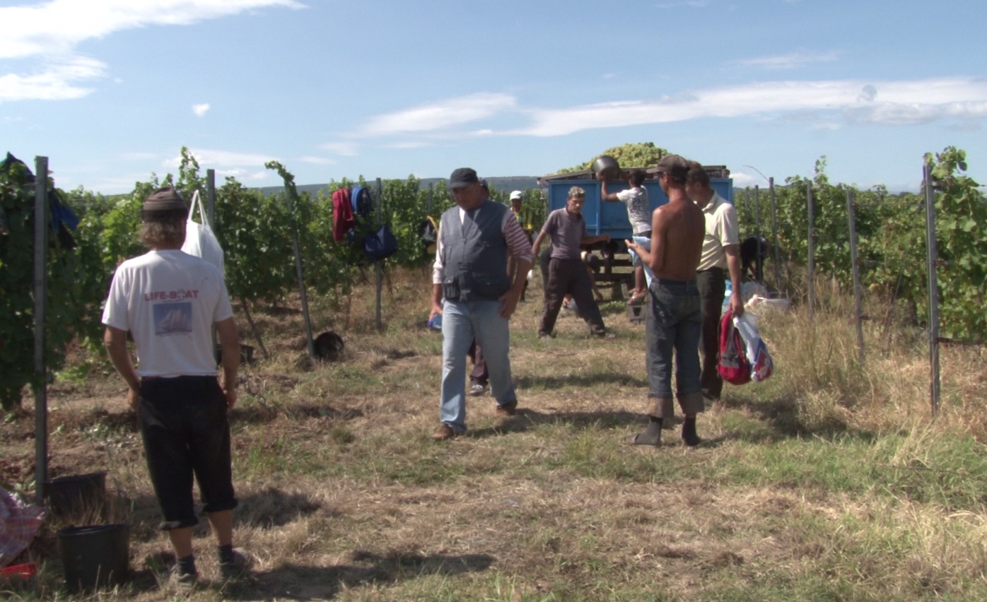 vinurile românești vinurile românești
