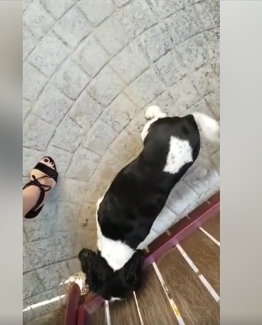 Patrupedul Andreei Marin a făcut senzație în mediul virtual.”Nou locatar în gospodaria noastră”