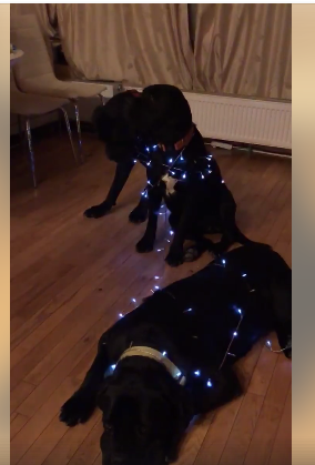  Ce le-a făcut Cabral câinilor lui, în ziua de Crăciun. “O nouă specie, electro-renul negru de Berceni”