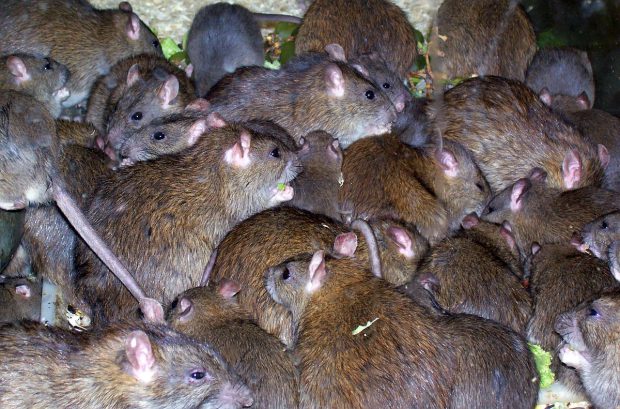 Poliția din India spune că șobolanii au mâncat 200 de kilograme de canabis confiscat