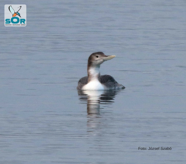Primul exemplar din specia cufundar cu cioc alb observat în România