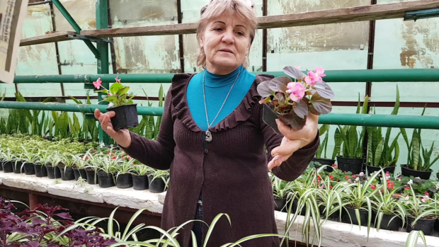 Elena Pintileasa este supranumită mama florilor din Bucureşti fiindcă de 50 de ani se ocupă de plantele decorative