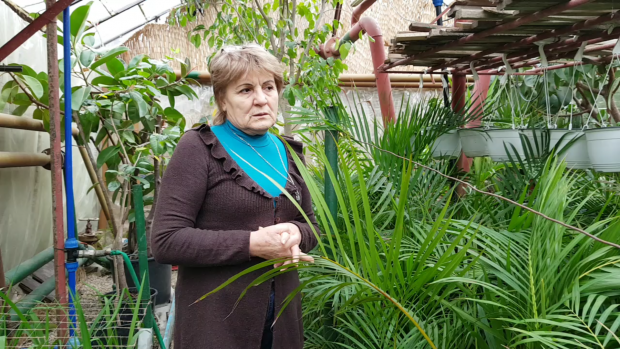 Elena Pintileasa se asigură că fiecare floare se dezvoltă corespunzător