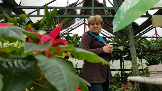 În cele 6 sere administrate de Elena Pintileasa sunt sute de mii de flori