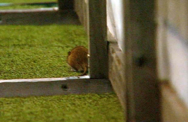 LIVE BLOG Dinamo - FCSB 2-2. ”Câinii”, doar remiză, după ce au avut 2-0! Torje, gol în ciuda lui Gigi, Teixeira a egalat în prelungiri! Fotoreporterul ”Libertatea”, lovit cu scaunul în cap! | VIDEO
