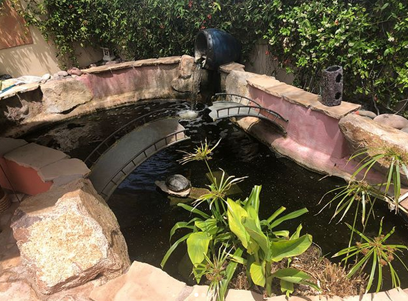 Anamaria Prodan le-a arătat tuturor casa din Las Vegas. Ce grădină frumoasă are