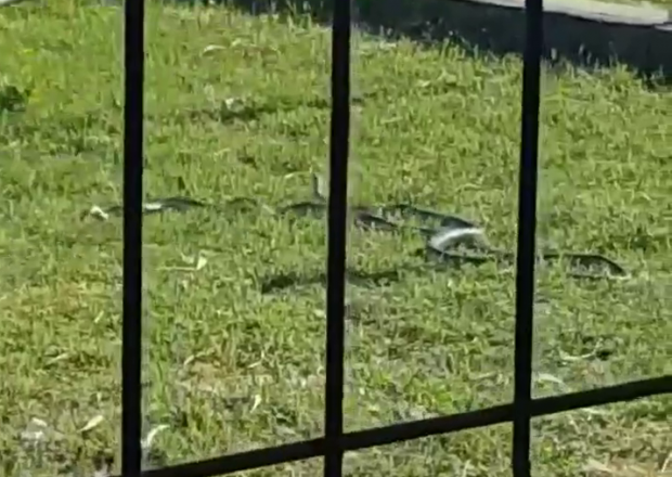 Șerpi filmați într-un loc de joacă din Calafat Dolj; copiii și părinții au intrat în panică/ FOTO&VIDEO