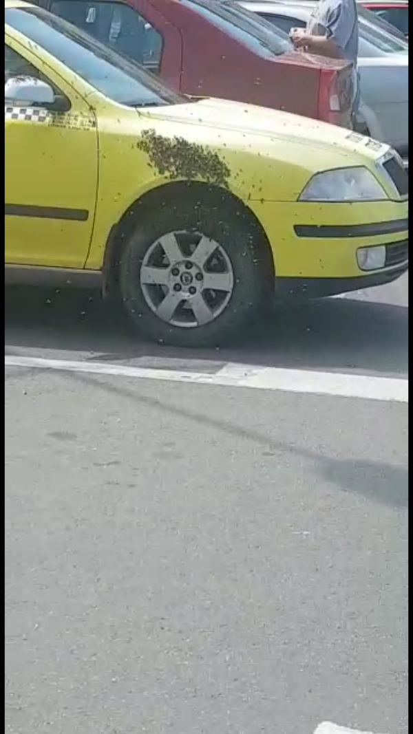 Albinele au atacat un autoturism, vineri după amiază, în Neamț |FOTO