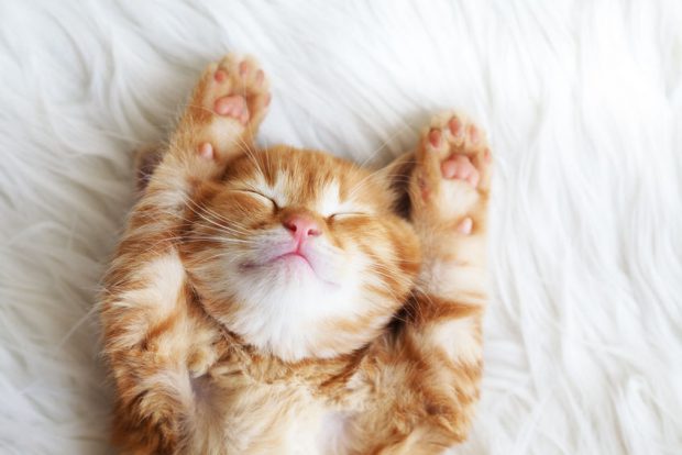 Ziua internaţională a pisicii – când sărbătorim cel mai popular animal de companie din lume