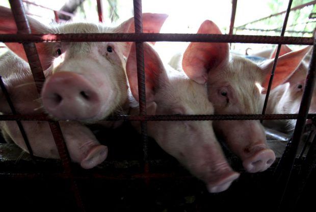Carnea de porc românească, tot mai puţină şi mai scumpă înaintea sărbătorilor de iarnă. Ce spun producătorii