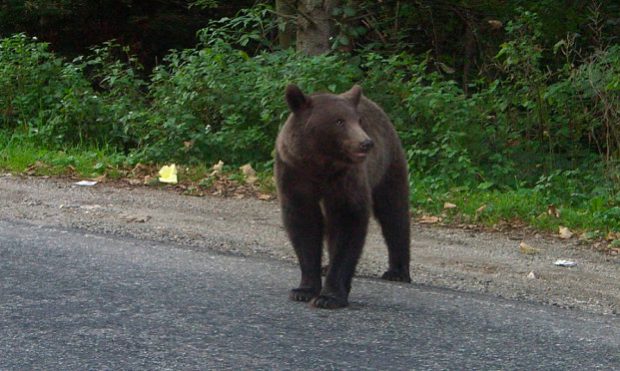Un pui de urs a intrat într-un ştrand din Topliţa. A fost emis un mesaj RO-ALERT