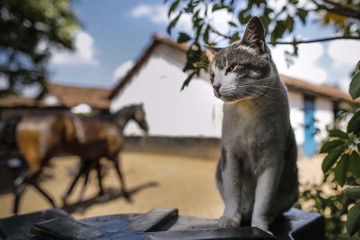 Un Bărbat Care A Murit De Rabie După Ce A Fost Mușcat De O Pisică