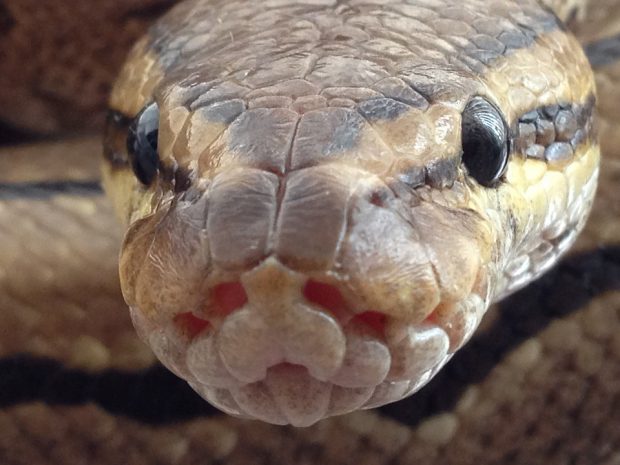 Copil de cinci ani din Australia, salvat după ce a fost mușcat, strangulat și târât într-un bazin de un piton