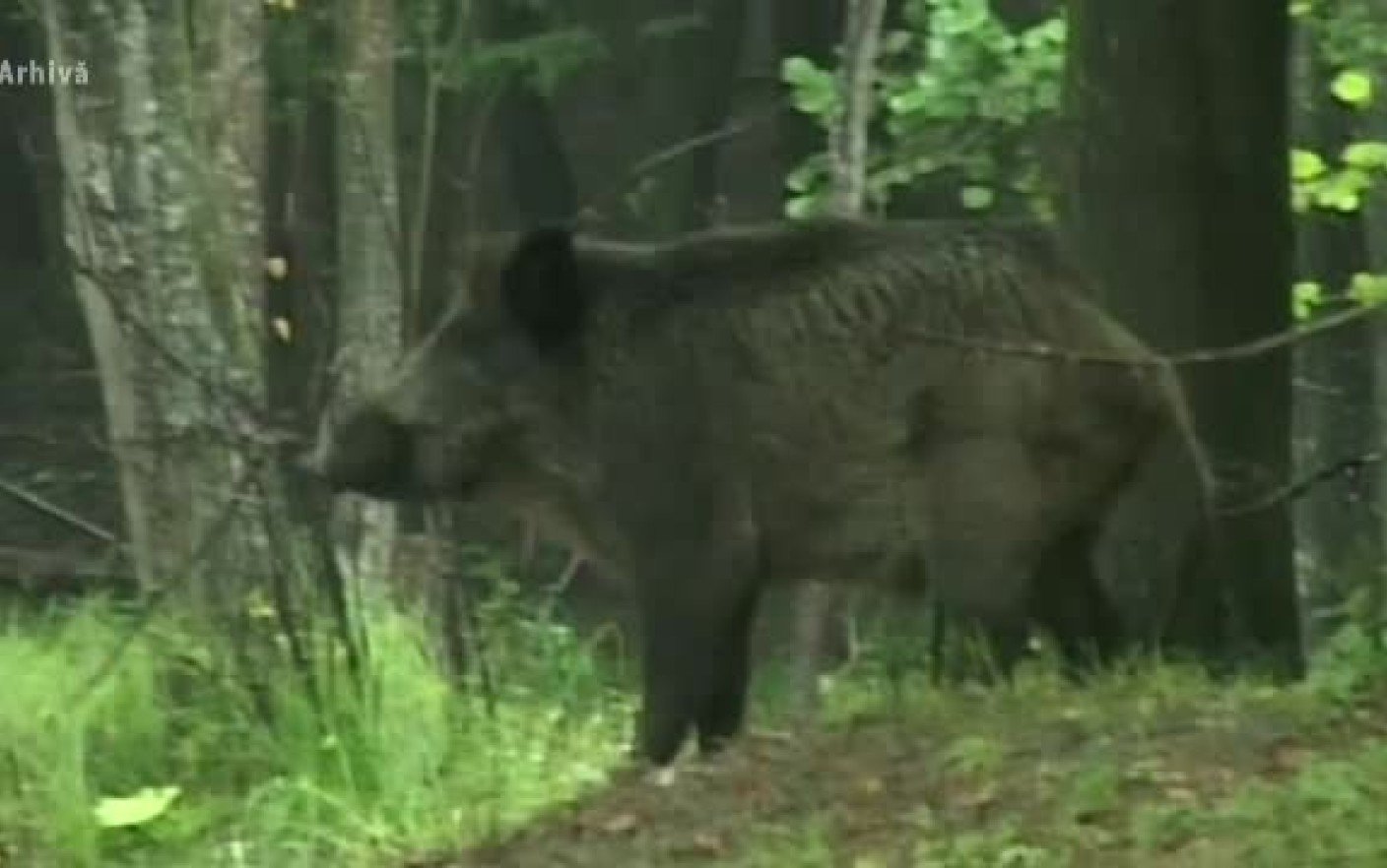 Acces Interzis In Pădurile Din Botosani Cu Focare De Pestă