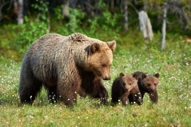 O ursoaică cu pui din Harghita, împușcată de vânători după ce a devenit agresivă. Ce s-a întâmplat cu ursuleții