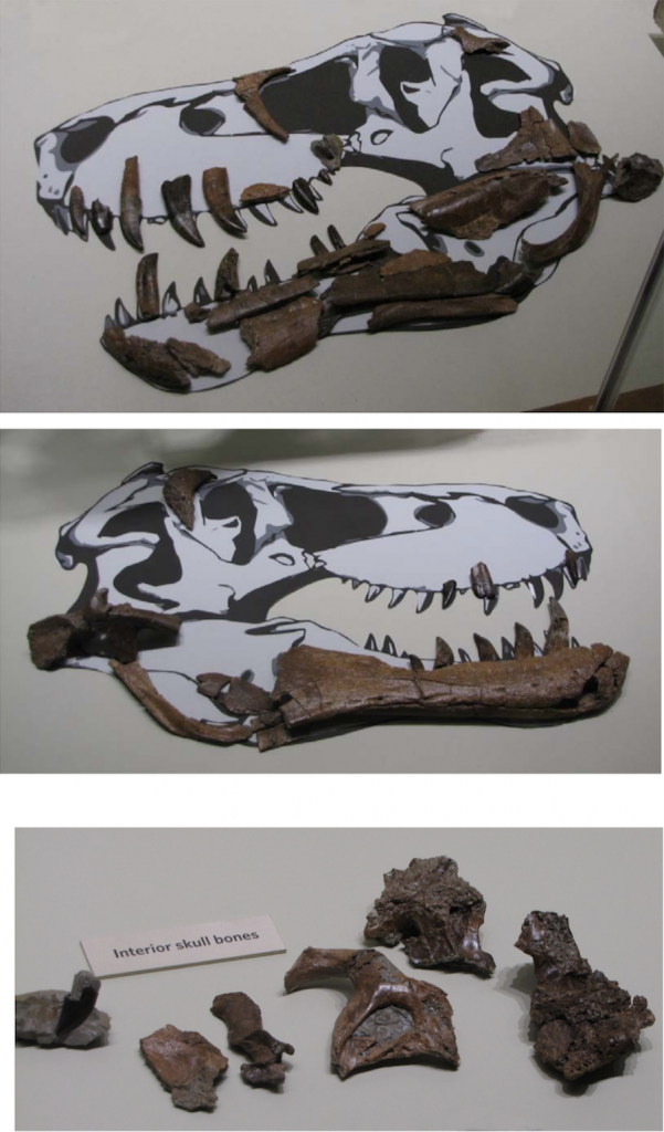 Scheletul unui pui de T-Rex vândut pe eBay. Suma exorbitantă la care a ajuns licitația