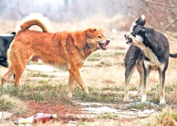Un ieşean a obţinut 10.000 de lei în instanţă, după ce a fost muşcat de un câine maidanez