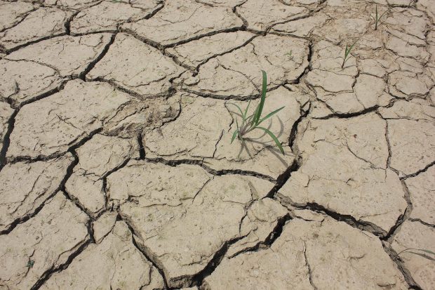 Peste 100.000 de hectare din 20 de județe, afectate de secetă – Ministerul Agriculturii