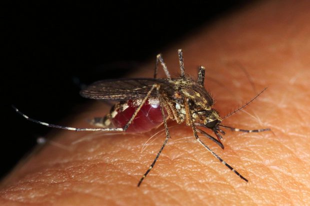 Două cazuri de meningită cu virusul West Nile, la Brăila. În ce stare sunt pacienții