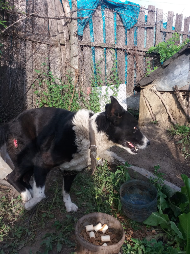 Un fost vameș din Galați, bolnav psihic, a fost alergat de trupele speciale și împușcat în propria curte, după ce a fost reclamat de o vecină la poliție. Nici un medic nu a fost prezent la intervenție