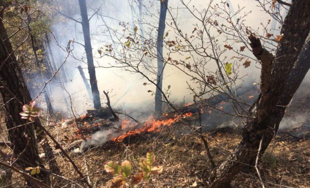 Incendiu de vegetație în Vrancea. Intervin zeci de pompieri, salvamontiști și ingineri silvici
