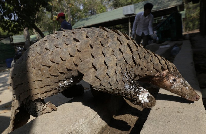 Pangolin