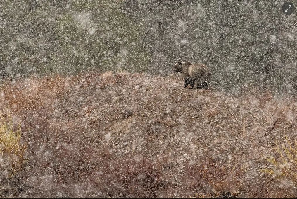 Cele Mai Frumoase Fotografii Cu Animale Sălbatice Din 2019