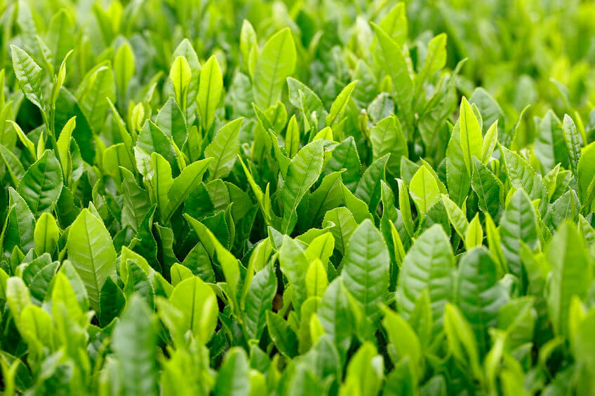 Frunze de ceai verde