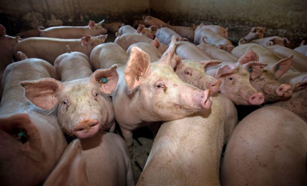 Peste 400 de focare de pestă porcină în România. 70 sunt doar în Teleorman