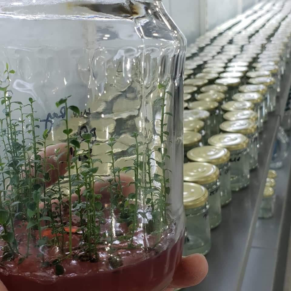 Românul care cultivă un milion de plante in vitro pe an: “Se întorc oamenii de afară. De ce să muncească pe plantația altuia pe o mie de euro, când poate lua 30 de mii pe a lui?”