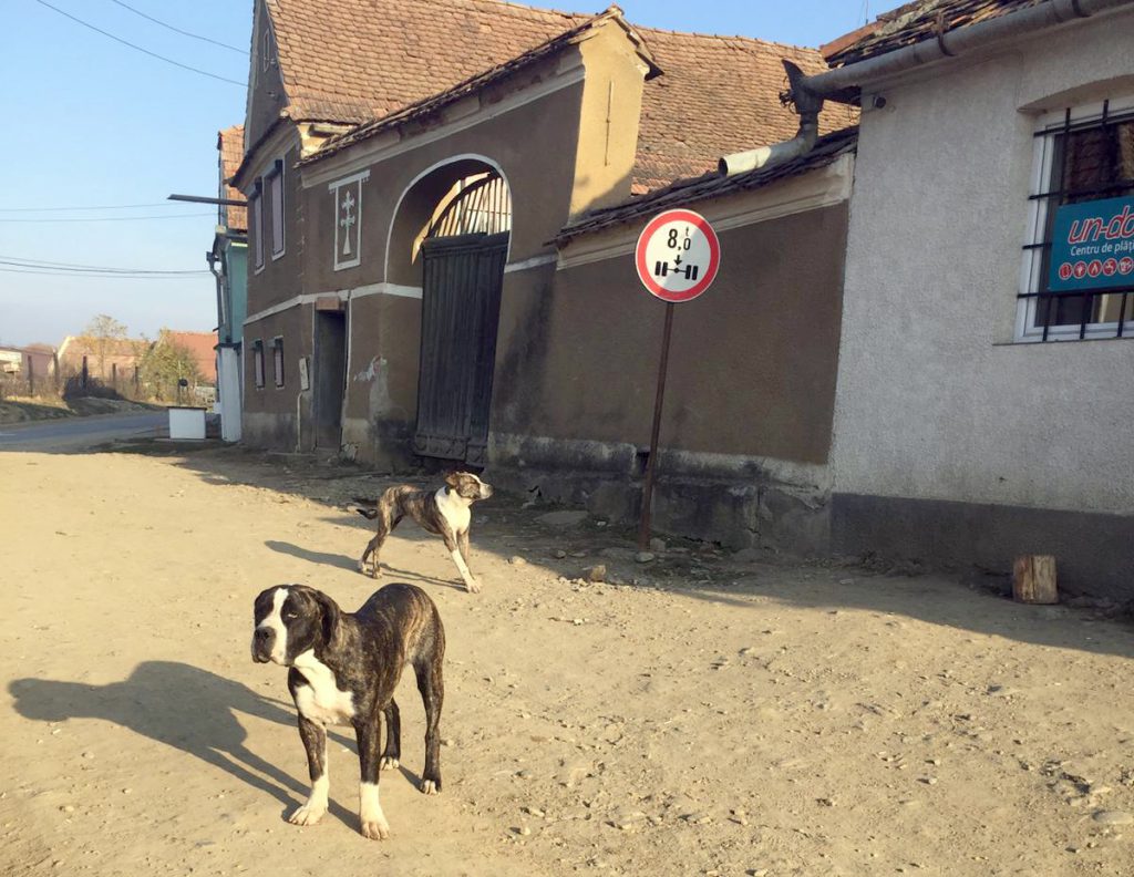 „Ferma de câini” din mijlocul satului. Localnicii reclamă că o vecină crește în curte zeci de animale de luptă. „Când urlă noaptea, zici că suntem în Iad”