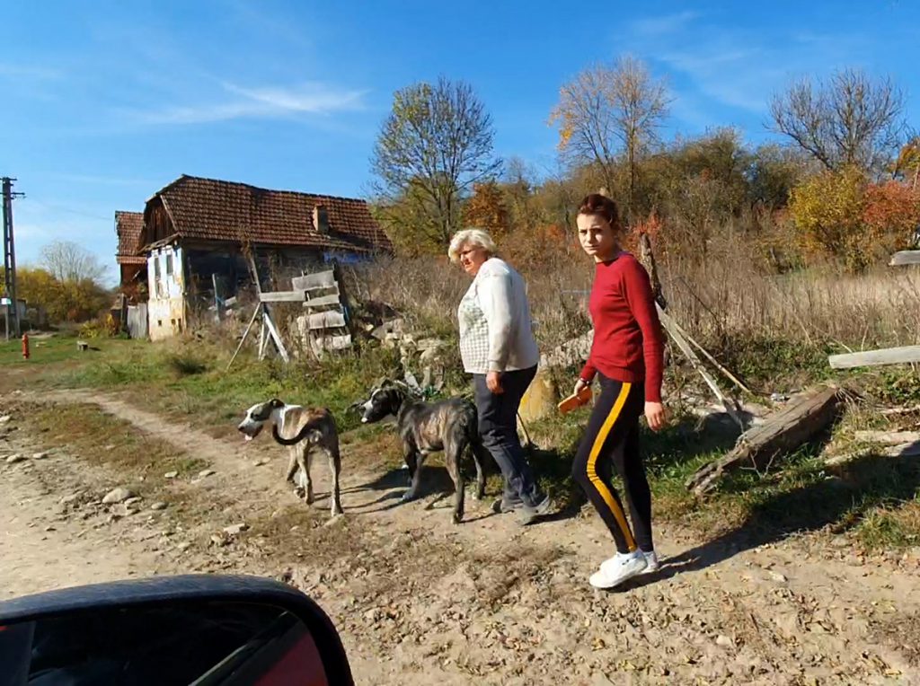 „Ferma de câini” din mijlocul satului. Localnicii reclamă că o vecină crește în curte zeci de animale de luptă. „Când urlă noaptea, zici că suntem în Iad”