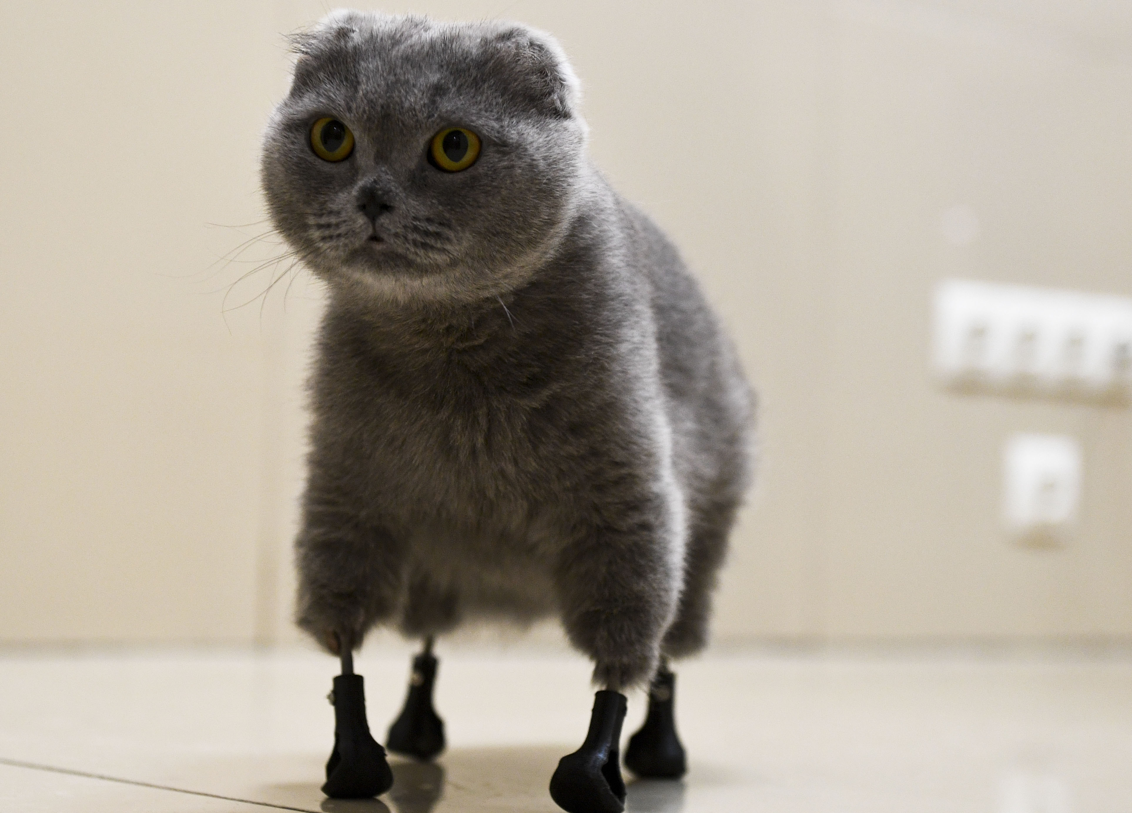 Pisica Bionică. O Felină Din Rusia A Primit Proteze Din Titan 
