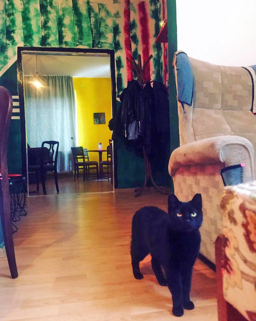 Prima Cafenea Cu Pisici Din Craiova Un Loc Special Poti Sa Adopti O Pisica Abandonata Si Sa Lasi O Cafea In Asteptare