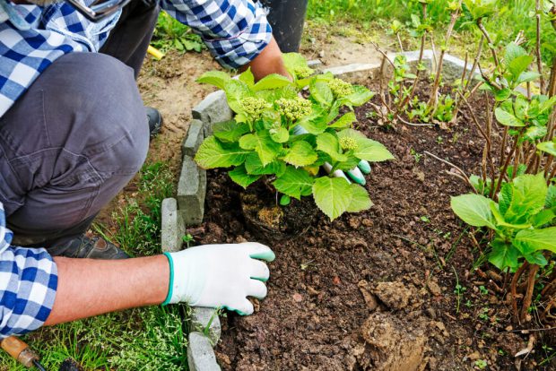 Beneficiile grădinăritului asupra sănătății. 9 motive să iei în considerare acest hobby