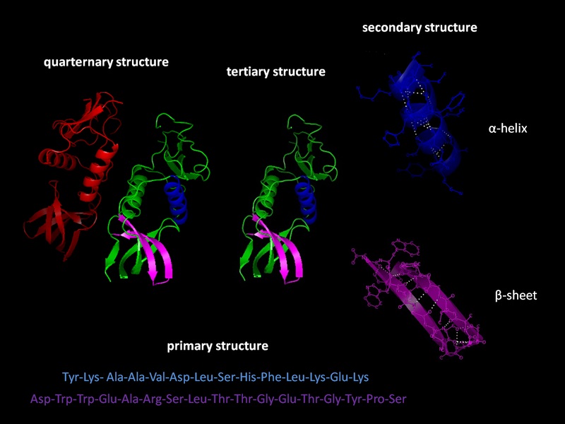 Exemplu de structura 3D a unor proteine. Sursa: Wikimedia.