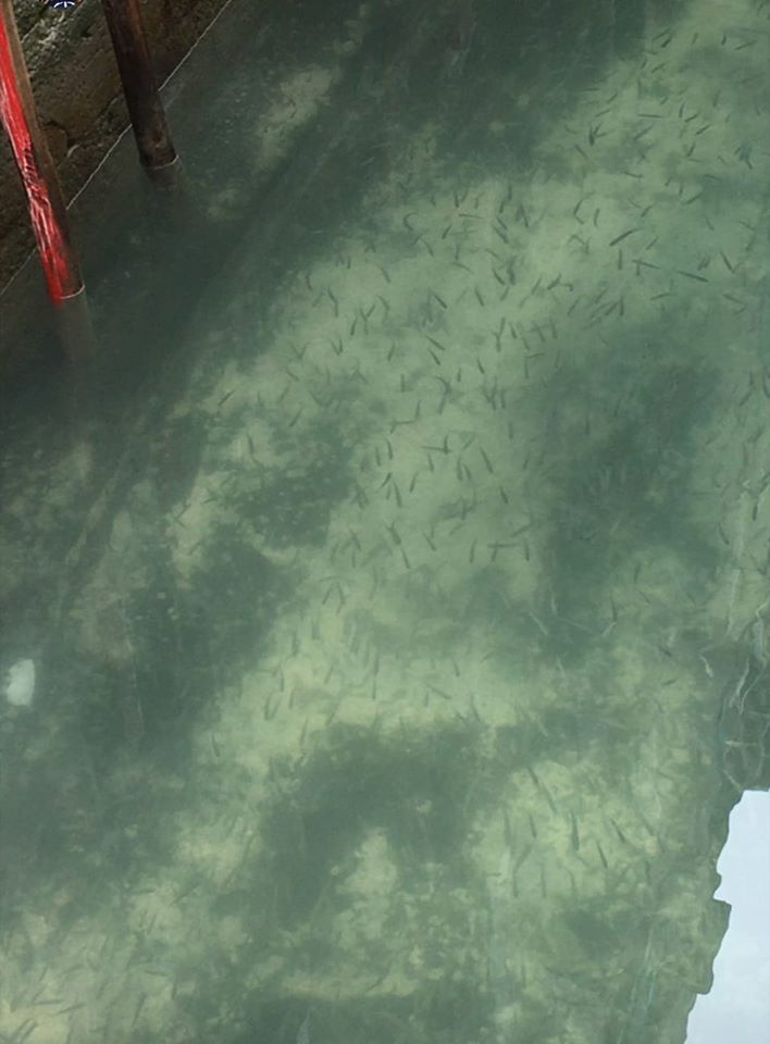 Pandemia de coronavirus a "curăţat" Veneţia de turişti, iar apele de pe canale au devenit cristaline