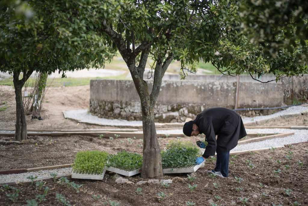 Fratele George plantează broccoli, varză și roșii în grădină. Mănăstirea Ortodoxă Adormirea Maicii Domnului din Aldeia de Santa Margarida, Portugalia