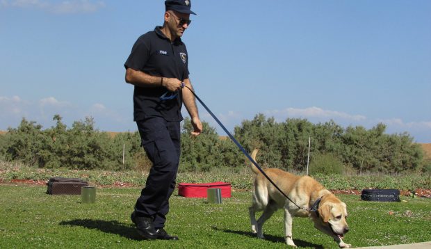 Câini dresaţi să detecteze COVID-19 cu o precizie de peste 90%