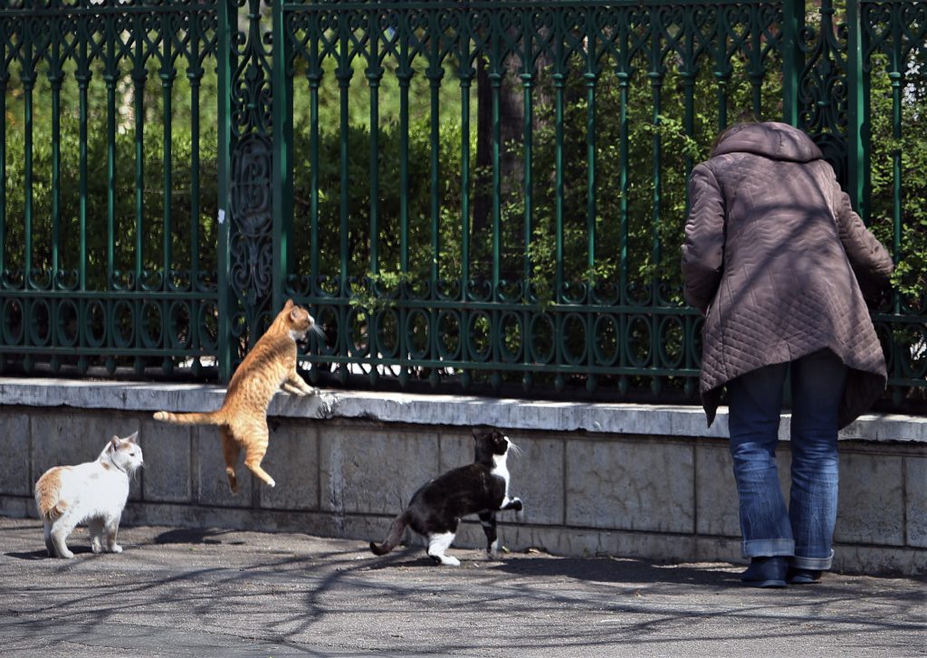 Pisicile Doamnei Viorica. O Pensionară Din București Hrănește 