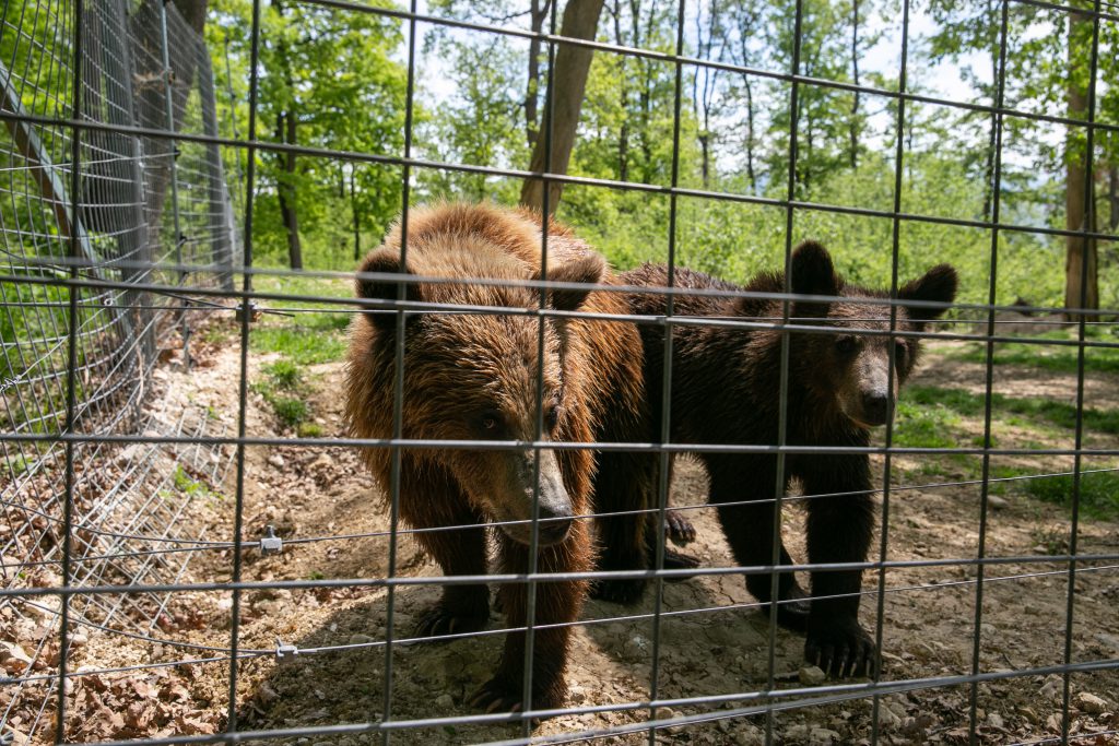 Sanctuarul de la Zărnești, fără vizitatori și fără donații în vremea pandemiei. Urșii cu povești triste au traume și ticuri de copii orfani